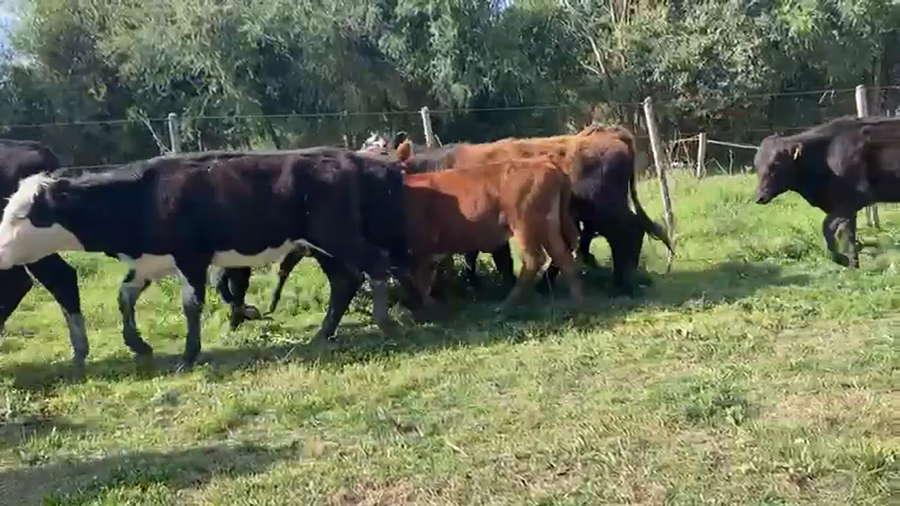 Lote (Vendido)13 Terneras 3AA,  1He CRUZAS CON: 4 AAxHE,  1 xxBr,  1 RAxHe,  3xxHol NRO DE CRUZAS. 9 a remate en Expo Paysandú 156kg -  en Paso Uleste