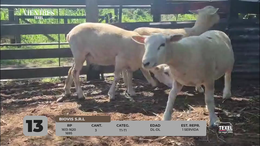 Lote LOTE 13