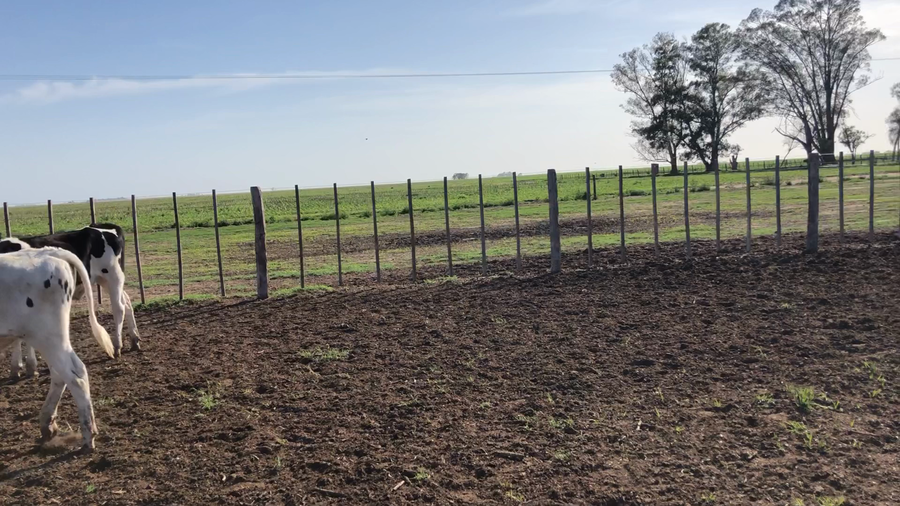 Lote 28 Terneros en América, Buenos Aires
