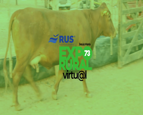 Lote VACA BR C/TERNERO BONSMARA