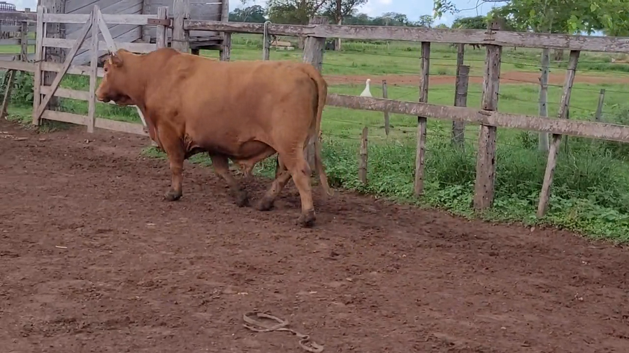 Lote Toros T. Brangus Colorado a remate en Remate de Reproductores, Asunción