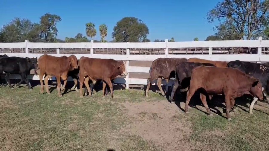 Lote 120 Terneros en Chaco, Makallé