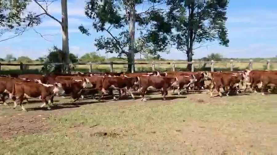 Lote 100 Terneros en Corrientes, Curuzu Cuatia