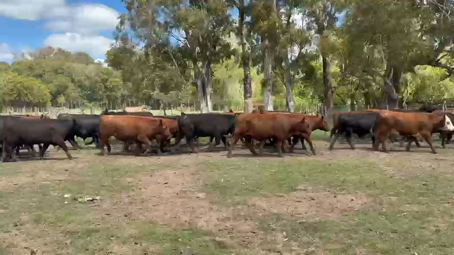 Lote 80 Novillitos