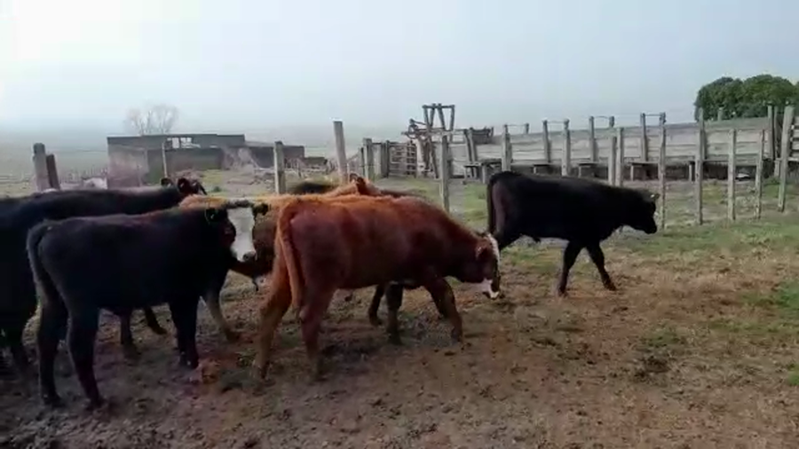 Lote 15 Terneros HEREFORD a remate en PANTALLA CAMY - SAN JOSE  1500 VACUNOS 150kg - , San José