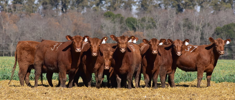 Lote VAQUILLONA ANGUS PC OTOÑO