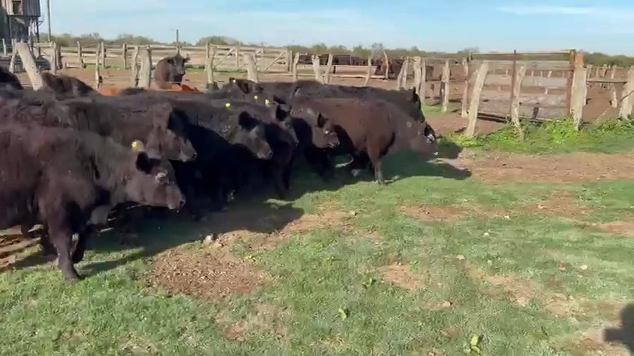 Lote 55 Terneros/as en Entre Ríos, Villaguay