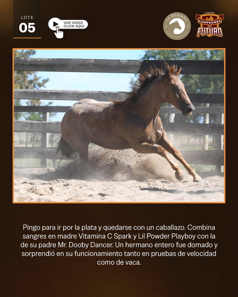 Lote LAM TEPUKE DANCER