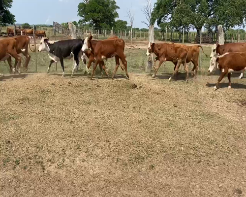 Lote 125 Terneros/as en Ituzaingó, Corrientes