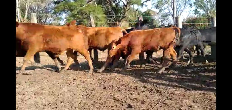 Lote 100 Terneros en Misión San Fco., Formosa