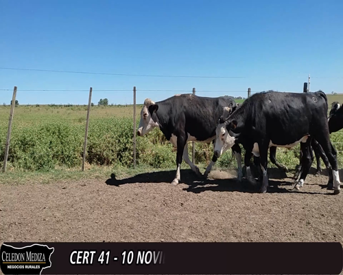 Lote 10 Novillos 4HExAA,  2AAxHO,  1HExHO,  2HO,  1HO COLORADO. a remate en 12° Remate por Pantalla 415kg -  en  - RUTA 21, SAN PEDRO