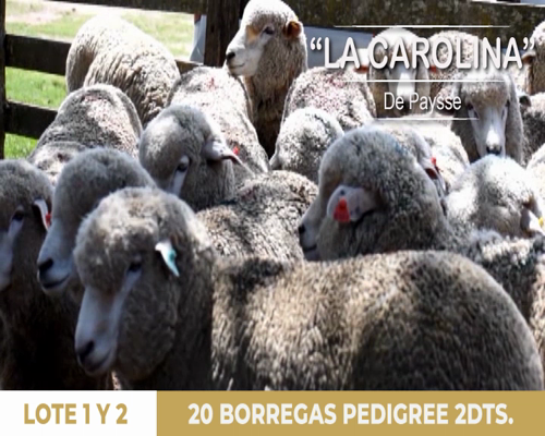 Lote 10 borregas pedigree 2dts