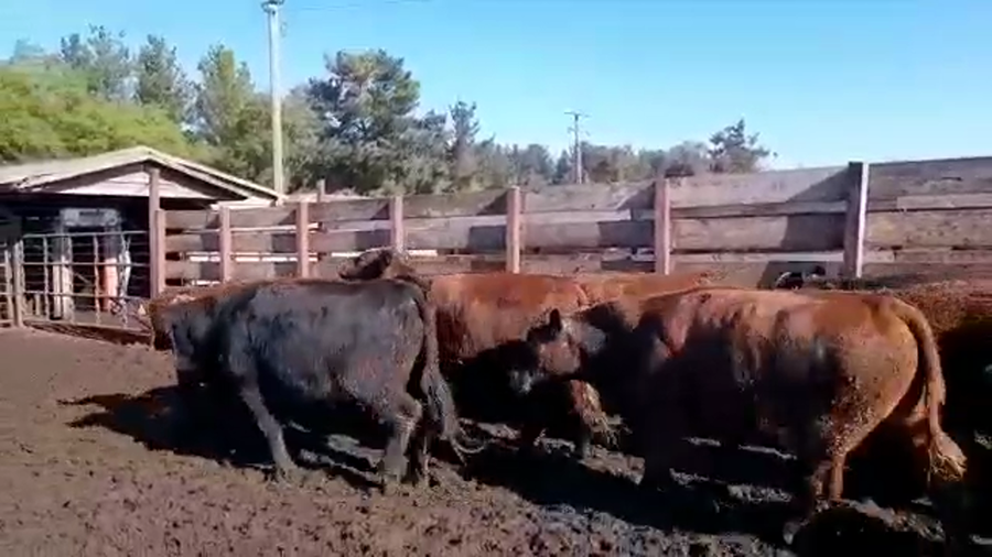 Lote 20 Novillo Gordo en Los Ángeles, VIII Región Biobío