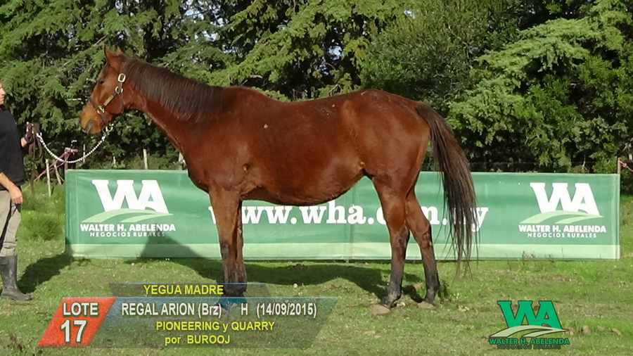 Lote REGAL ARION (Brz)