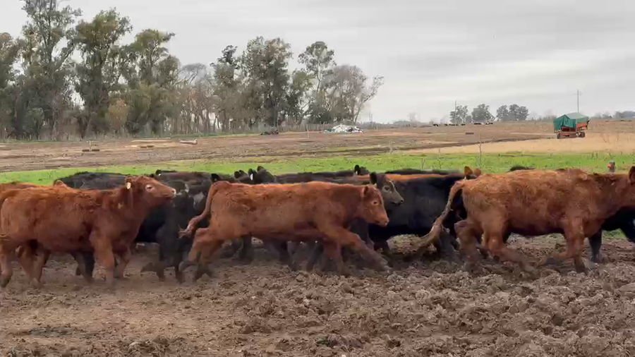 Lote 88 Terneros