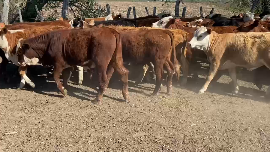 Lote 60 Terneros/as en Maciá, Entre Ríos