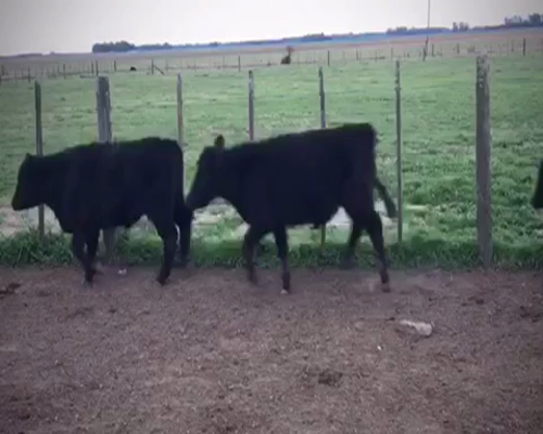 Lote 66 Terneros en San Vicente, Buenos Aires