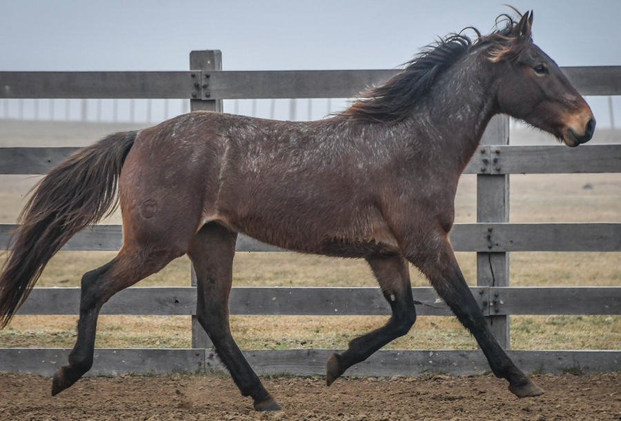 Lote VERDES MARES RUMBERO