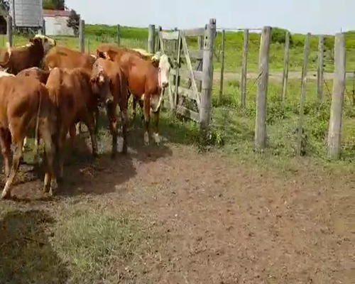 Lote 29 Terneros en Cnel. Du Graty, Chaco