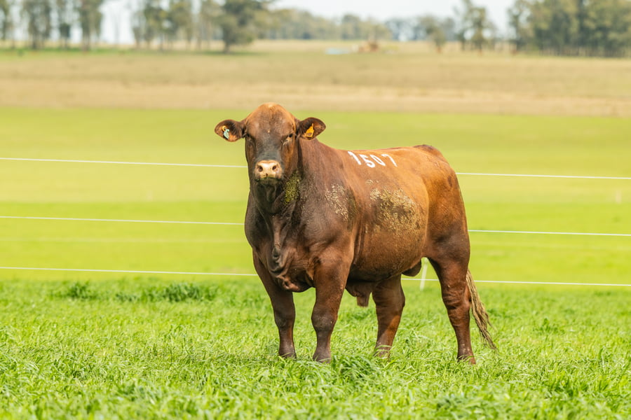 Lote Toros a remate en El Tacurú , Montevideo