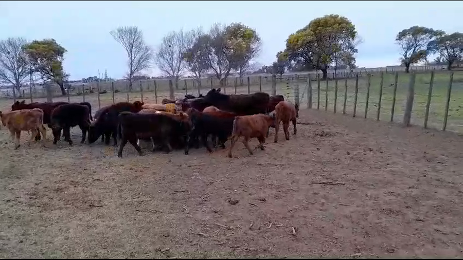 Lote Terneros/as en Pehuajó, Buenos Aires