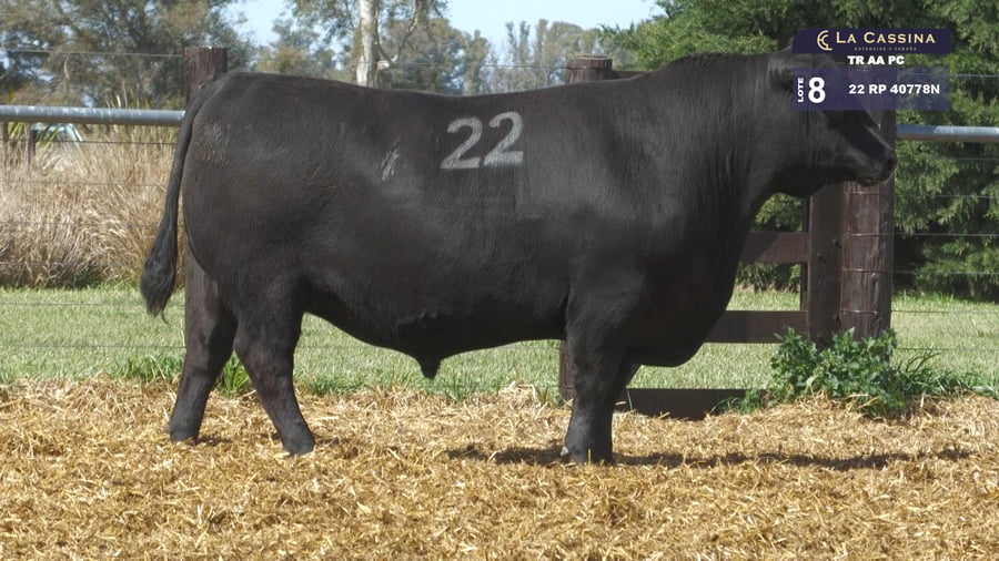 Lote TOROS ANGUS PURO CONTROLADO