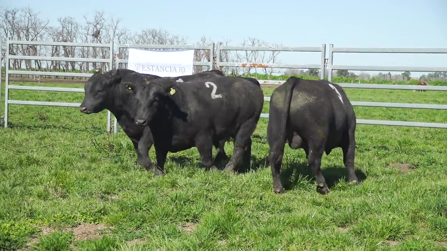 Lote Toros ANGUS