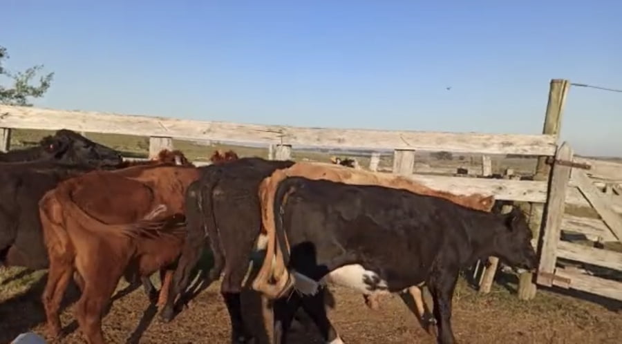 Lote 11 Vaca en Soriano