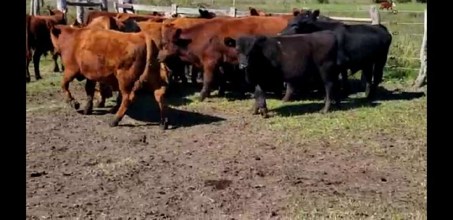 Lote 20 Terneros en Villaguay, Entre Ríos