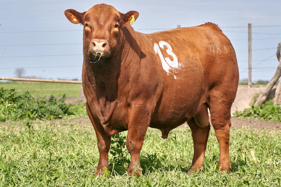 Lote "ME KEN" TOROS P.C