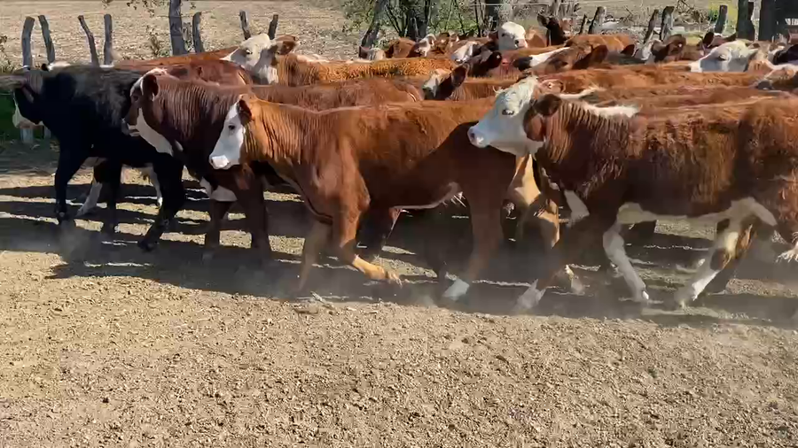 Lote 60 Terneros/as en Maciá, Entre Ríos