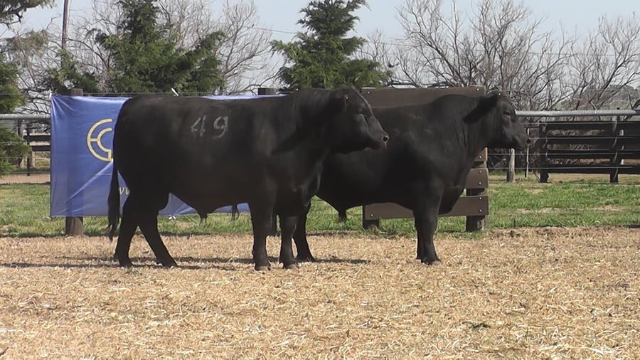 Lote TOROS ANGUS PC