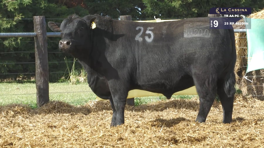 Lote TOROS ANGUS PURO CONTROLADO