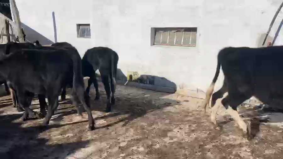 Lote 13 Novillos Angus y Cruza a remate en Pantalla Camy, Canelones