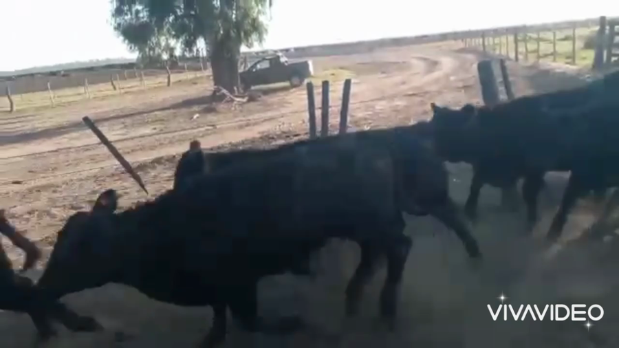 Lote 66 Terneras en Realicó, La Pampa