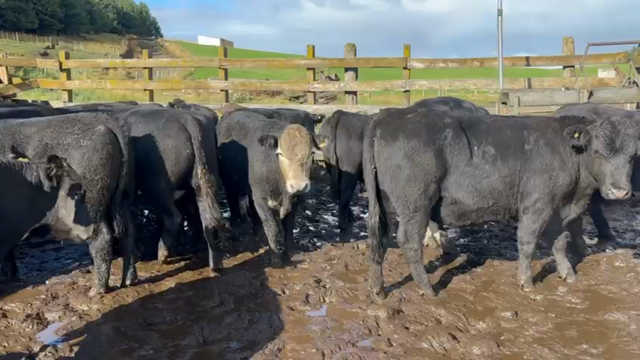 Lote 24 Novillo Engorda en Coyhaique, XI Región Aysén