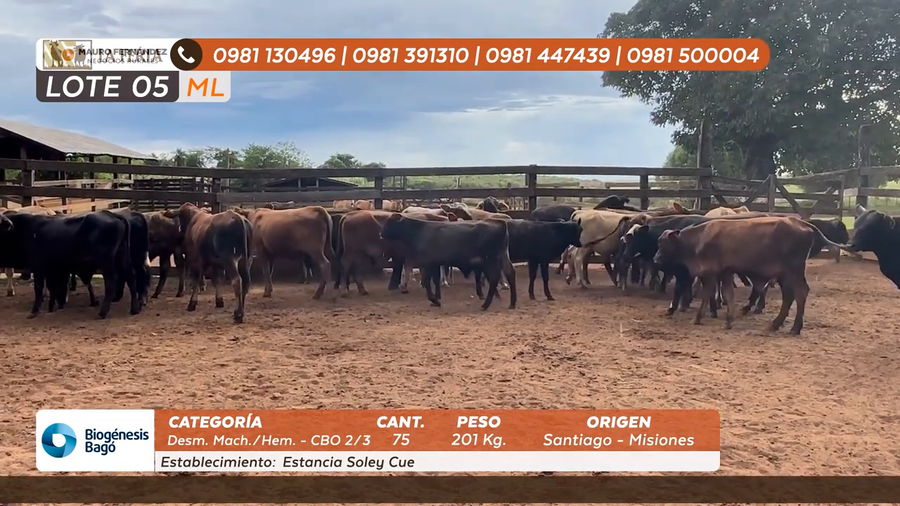 Lote ESTANCIA SOLEY CUE
