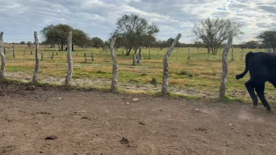 Lote 56 Terneros