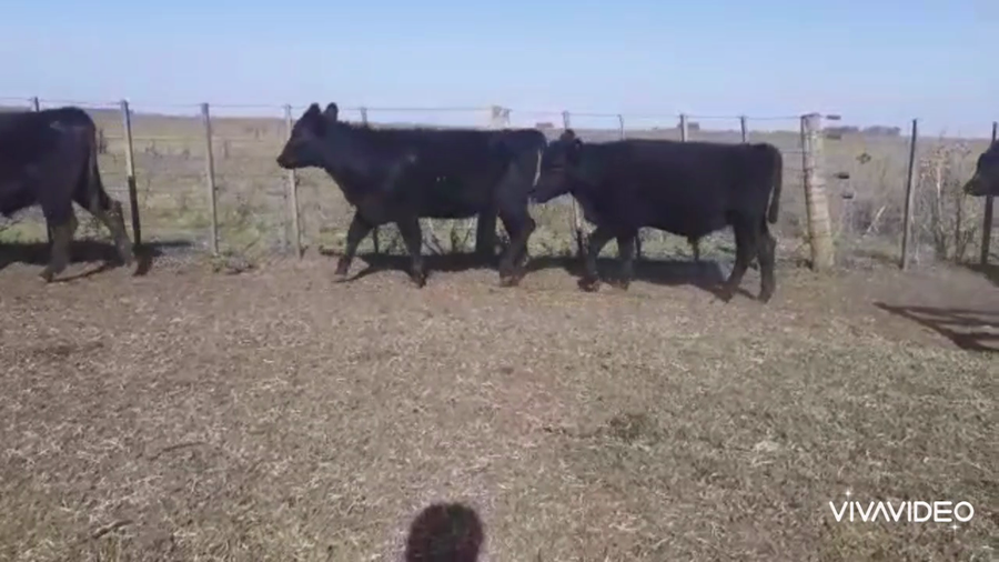 Lote 70 Terneros/as en Olavarría, Buenos Aires