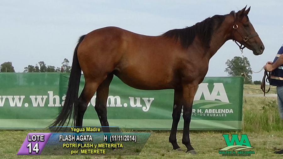 Lote FLASH AGATA