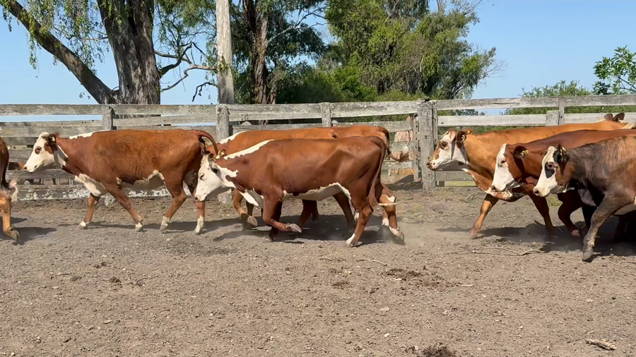 Lote 40 Vaquillonas C/ gtia de preñez en Corrientes, Monte Caseros