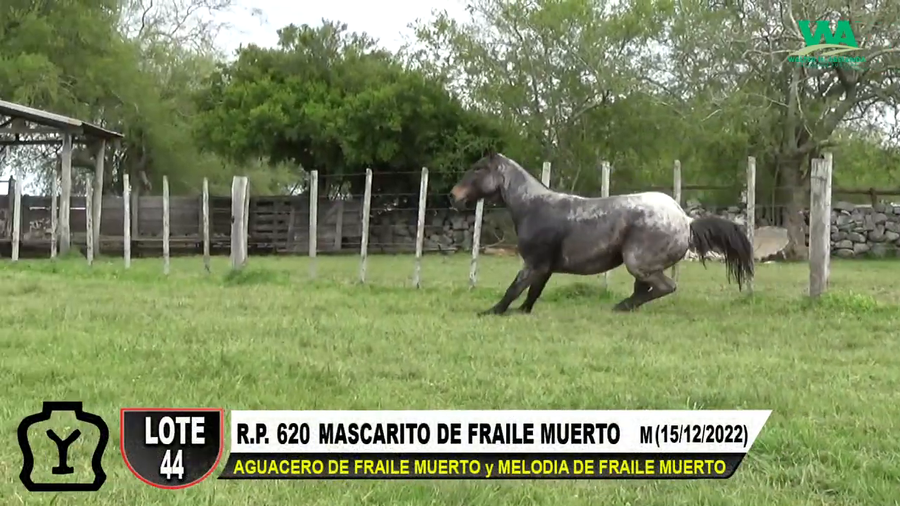 Lote MASCARITO DE FRAILE MUERTO