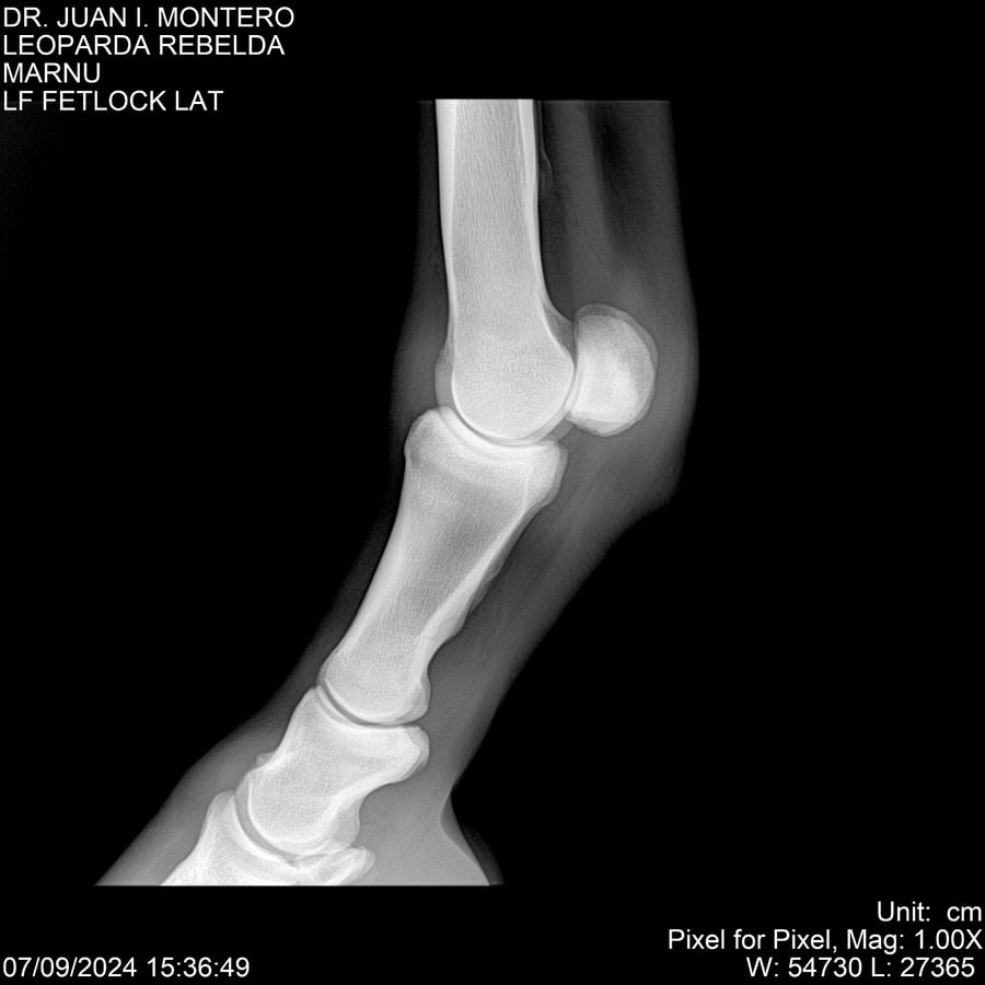 Lote LEOPARDA REBELDE