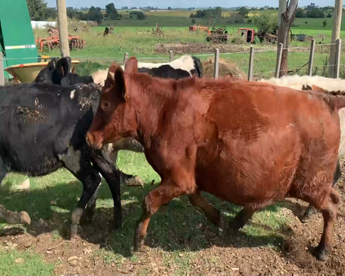 Lote Terneros y terneras