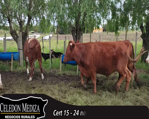 Lote (Vendido)24 Novillos 5RA,  4RA X NO, 4 HEX AA,  2LI, 2 HOX NO,  3 HE,  4 HE X RA a remate en 14 remate por pantalla - Celedón 386kg - , Canelones