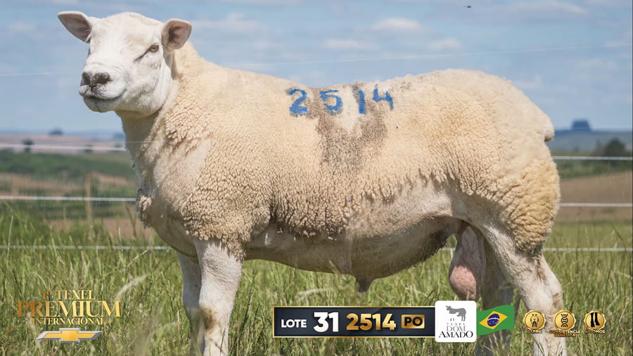 Lote Borregos a remate en 1º Texel Premium Internacional en BRASIL