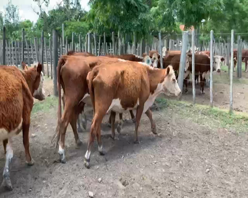 Lote 10 Vacas de Invernada en Melo, Cerro Largo