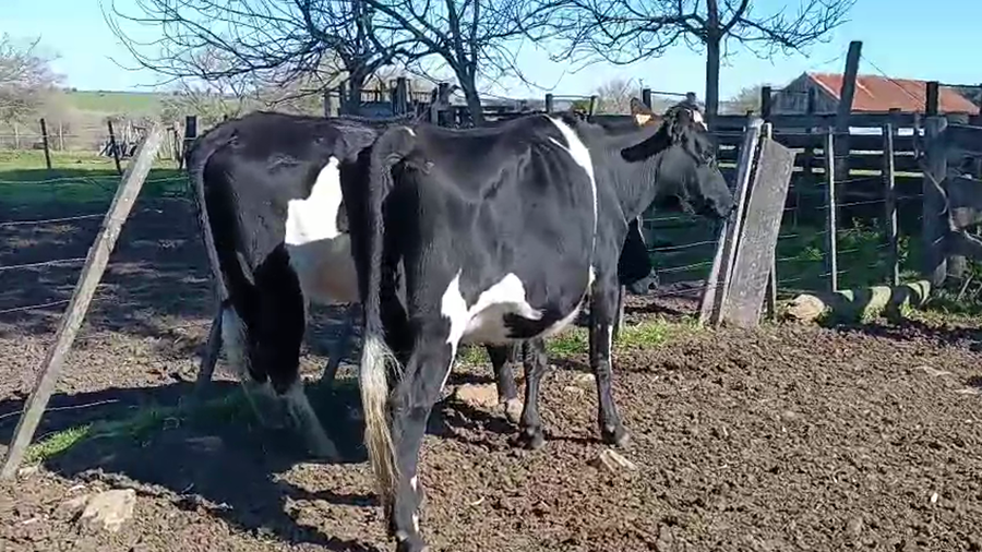 Lote 2 Vaquillonas  a remate en Pantalla Aniversario - Escritorio Camy 450kg - , San José