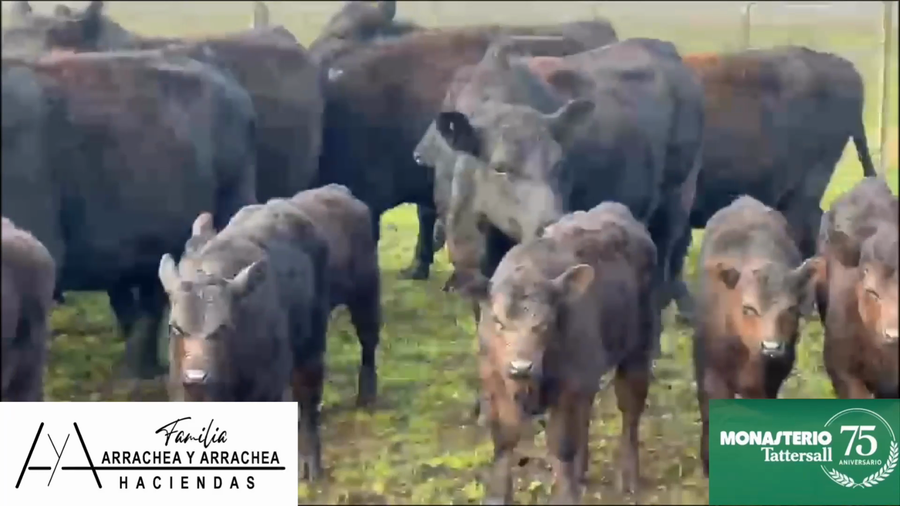 Lote 23 Vaquillonas con Cría en Buenos Aires, A. Gonzales Chaves