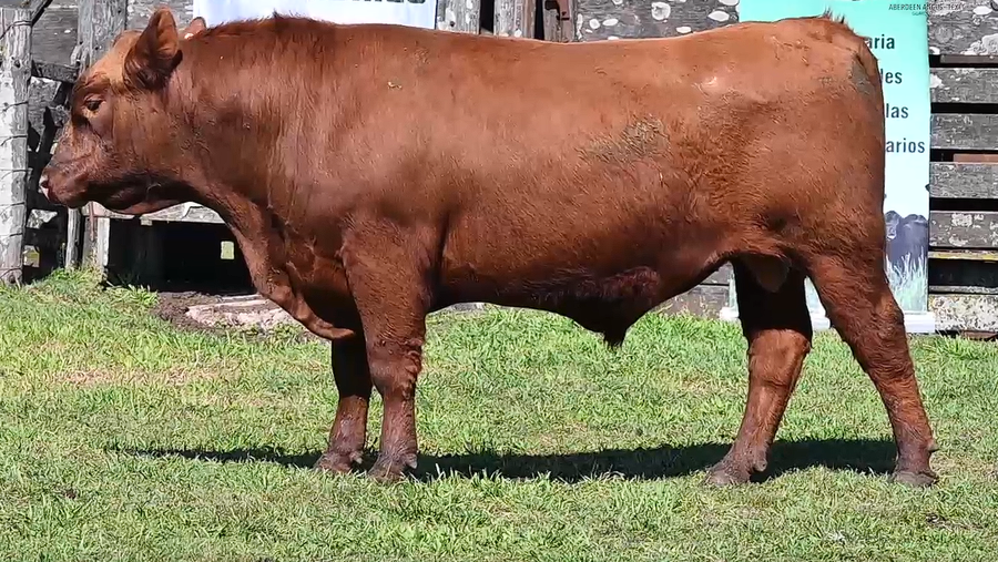 Lote TOROS PI 2 AÑOS RP 3378 985 887